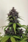 Σπόροι Κάνναβης FastBuds Purple Haze Auto 1+1 Δώρο