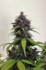 Σπόροι Κάνναβης FastBuds Purple Haze Auto 1+1 Δώρο