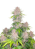Σπόροι Κάνναβης Cherry Cola FastBuds 3+1 Δώρο