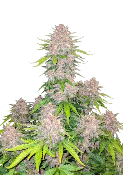 Σπόροι Κάνναβης Cherry Cola FastBuds 3+1 Δώρο