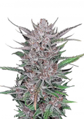 Σπόροι Κάνναβης FastBuds Gorilla Punch 3+1 Δώρο