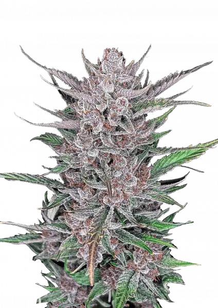Σπόροι Κάνναβης FastBuds Gorilla Punch 1+1 Δώρο