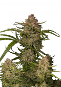 Σπόροι Κάνναβης FastBuds Guava Auto 1+1 Δώρο