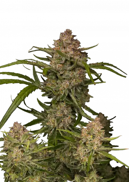 Σπόροι Κάνναβης FastBuds Guava Auto 1+1 Δώρο