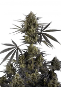 Σπόροι Κάνναβης FastBuds Pound Cake Auto 3+1 Δώρο