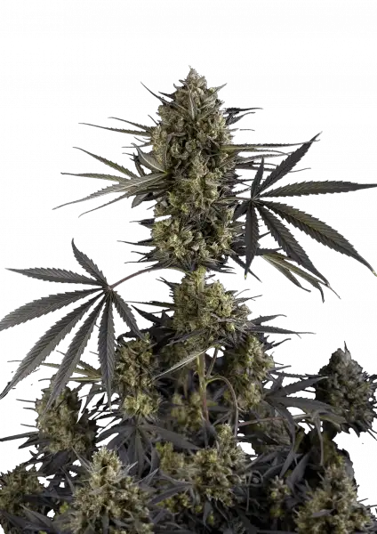 Σπόροι Κάνναβης FastBuds Pound Cake Auto 3+1 Δώρο