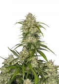 Σπόροι κάνναβης FastBuds Sour Jealousy Auto 3+1 Δώρο