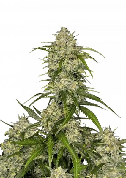 Σπόροι Κάνναβης FastBuds Sour Jealousy Auto 1+1 Δώρο