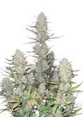 Σπόροι Κάνναβης FastBuds Tropicana Cookies Auto 1+1 Δώρο