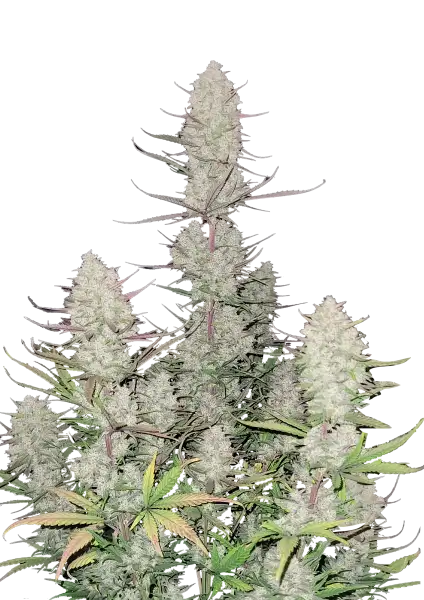 Σπόροι Κάνναβης FastBuds Tropicana Cookies Auto 1+1 Δώρο